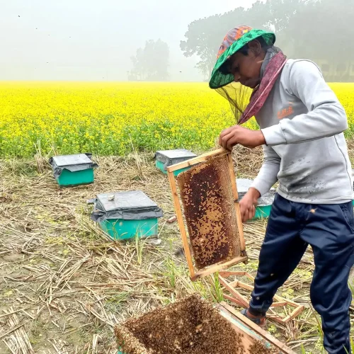 Mustarfd Flower Field (2) Mustarfd Flower Field (2)
