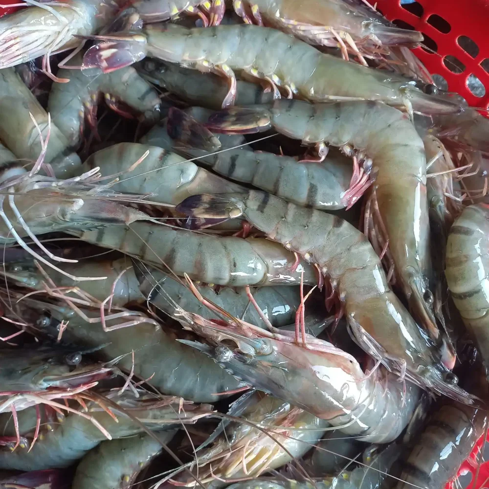 Sundarban fish (4) Sundarban fish (4)